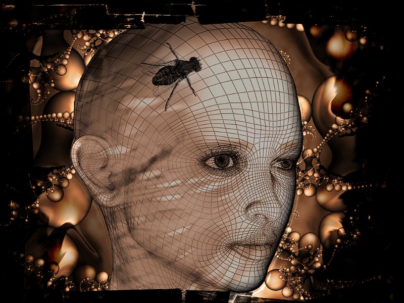 Viso-donna-mosca.jpg - The fly 2003